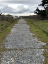 Old access road near the main beach bunker. Spooky.